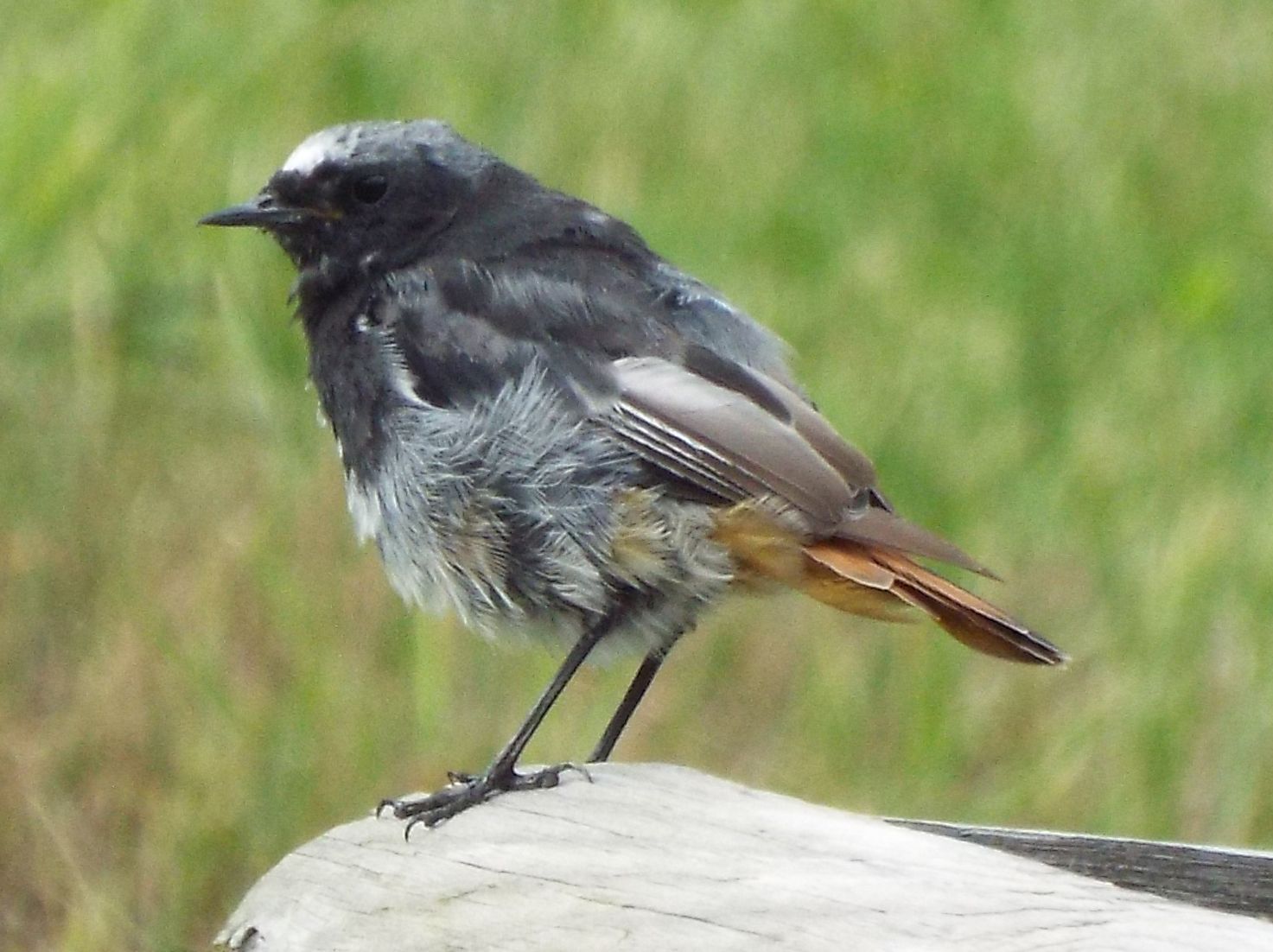 Codirosso spazzacamino (Phoenicurus ochruros)